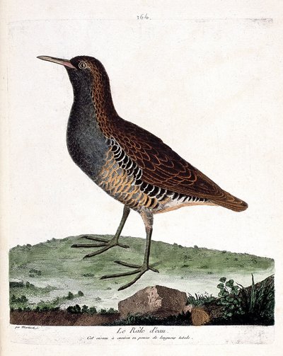 動物図鑑（鳥類学）：ミズオオトカゲ（rallus aquaticus）。フランソワ・ニコラ・マルティネ（1731-1800）の『外観と感覚で描かれた鳥類の歴史』の挿絵。個人蔵。 作： Francois Nicolas Martinet