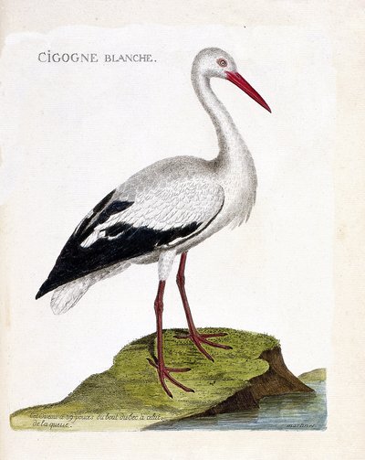 動物図鑑（鳥類学）：コウノトリ（ciconia ciconia）。フランソワ・ニコラ・マルティネ（1731-1800）の『外観と感覚で描かれた鳥類の歴史』の挿絵。個人蔵。 作： Francois Nicolas Martinet