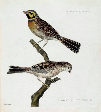 動物図鑑（鳥類学）：上から下へ。枝の上にいるハーグスズメ（zizi or emberiza cirlus）のオスとメス。フランソワ・ニコラ・マルティネ（1731-1800）の「外観と感覚的な面で描かれた鳥類の歴史」の挿絵。プライベート 作： Francois Nicolas Martinet