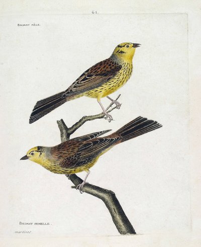 動物図鑑（鳥類学）：上から下へ。スズメのオスとメス（Yellow Sparrow or Emberiza citrinella）。フランソワ・ニコラ・マルティネ(1731-1800)による「外観と感性で描かれた鳥類の歴史」の挿絵。プライベート 作： Francois Nicolas Martinet