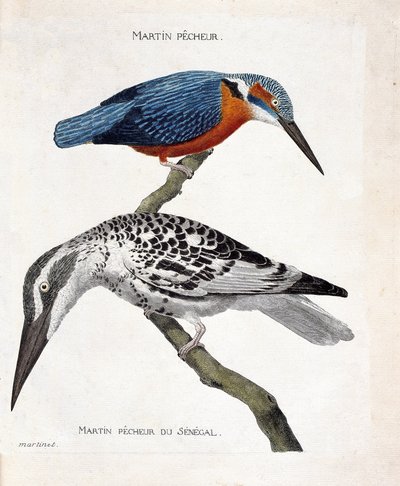 動物図鑑（鳥類学）：上から下へ。martin pecheur (martin pecheur d