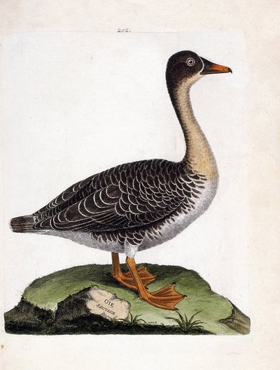 動物図鑑（鳥類学）：ワイルドグース（ハーベストグース、anser fabalis）。フランソワ・ニコラ・マルティネ(1731-1800)の「外観と感性で描かれた鳥類の歴史」の挿絵。個人蔵。 作： Francois Nicolas Martinet