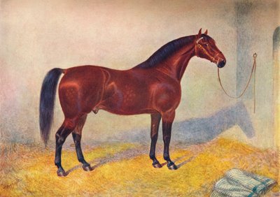 クリーブランド ベイ スタリオン スルタン、c1902 c1910 作： Frank Babbage