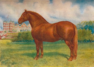 サフォーク種牡馬プリンス・ウェッジウッド、c1902 c1910 作： Frank Babbage