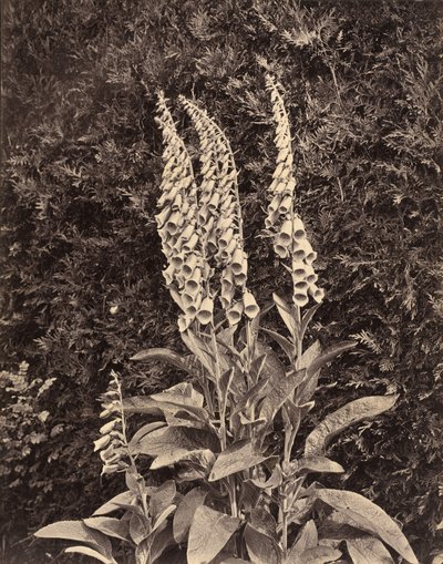 ジギタリス、c。 1860年代。 作： Frank Mason Good