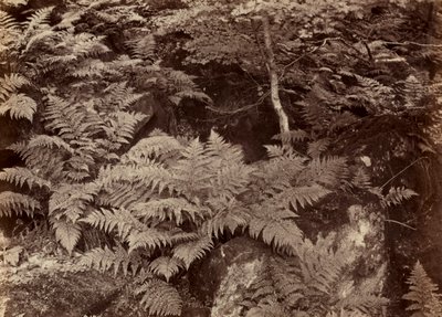 無題のシダの研究、1870年代後半。 作： Frank Meadow Sutcliffe