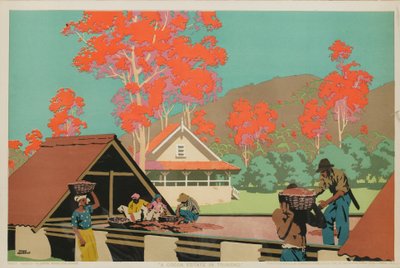 トリニダードのカカオ農園（カラーリトグラフ） 作： Frank Newbould