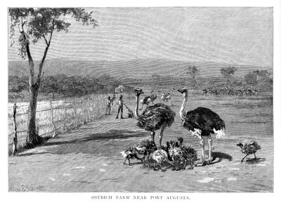 1886年、南オーストラリア州ポートオーガスタ近くのダチョウ農場 作： Frank P. Mahony