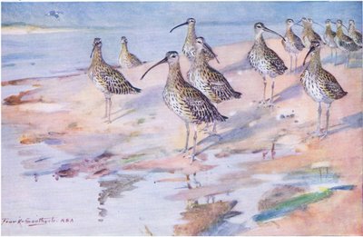 Blakeney PointのCurlews(litho) 作： Frank Southgate
