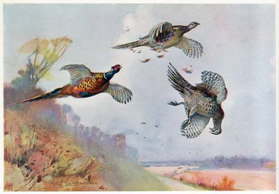 ハイキジ、「野生の鳥とウェーダー」のイラスト 作： Frank Southgate