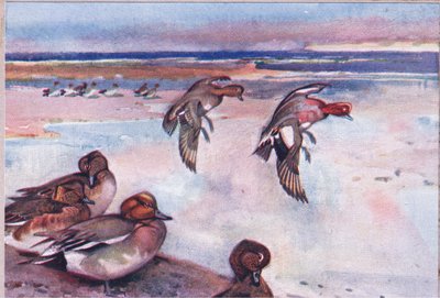 Widgeons、Hodder＆Stoughton発行のWild Nature＆Country Lifeのイラスト、c.1910 作： Frank Southgate