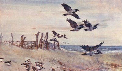イースト・アングリアの野生生物：秋の移民、ハシボソガラスと雪文鳥（カラーリトグラフ） 作： Frank Southgate