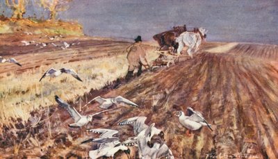 イースト・アングリアの野生生物：鋤を追うクロツラカモメ（カラーリトグラフ） 作： Frank Southgate