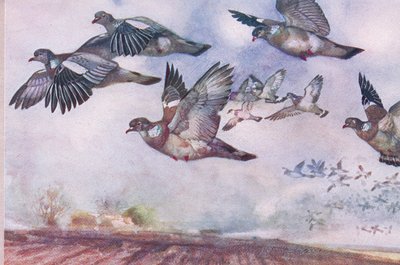 飛行中のハト、野生の自然とカントリーライフのイラスト、Hodder＆Stoughton発行、1910年 作： Frank Southgate