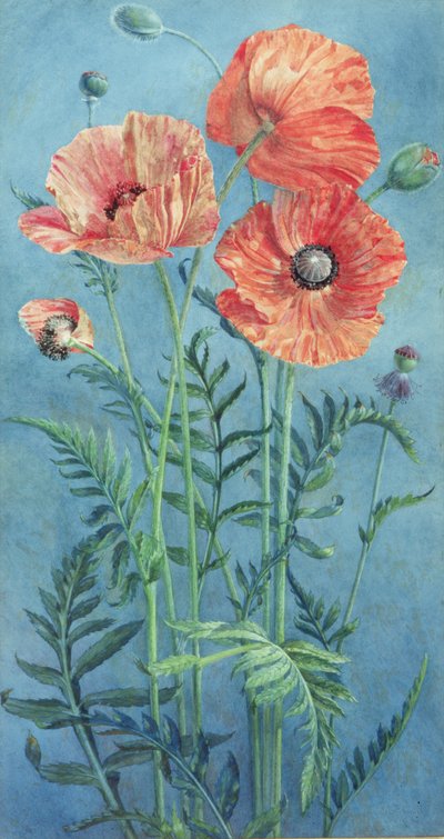 ポピー、1916（紙にトイレ） 作： Frank Steeley