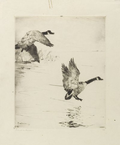 ガチョウ降り 作： Frank Weston Benson