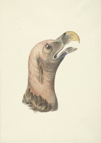ミミハゲワシ (Otogyps auricularis Daud) の頭 作： François Levaillant (circle of)