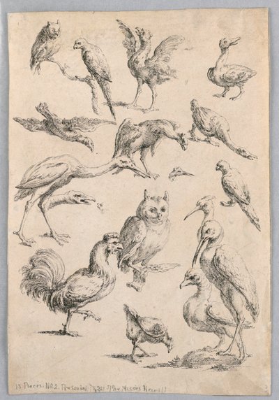 「さまざまな動物研究のコレクション...」からの鳥の品揃え 作： Frans Snyders