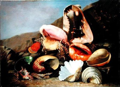 貝殻の静物画（油彩・キャンバス 作： Franz Anton von Scheidel