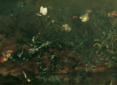 アザミ、カエル、トンボのある芝生 作： Franz Michael Siegmund von Purgau d. Ä.