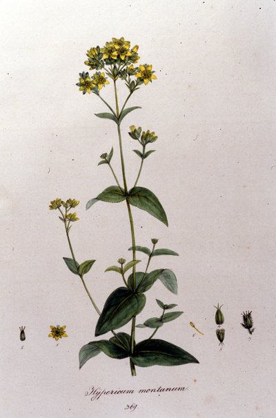F. De Paola De Schrankの "Flora Monacensis "に掲載されている山のオトギリソウ（St.John