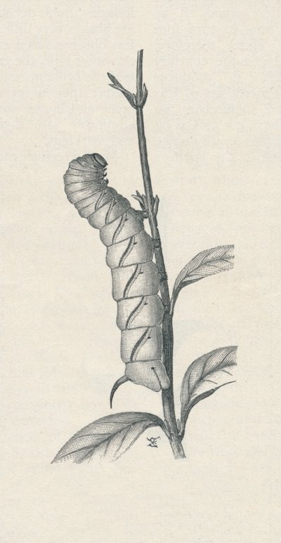 「オオタカの成虫、同様に占有」、c1900、1910 作： Fred Enock