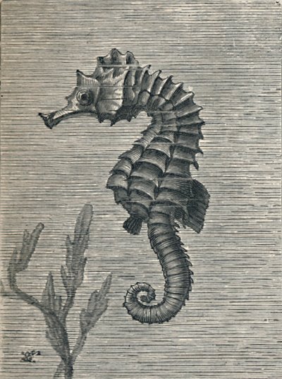 「タツノオトシゴ、偽装せず、静かに泳いでいる」、c1900、1910 作： Fred Enock