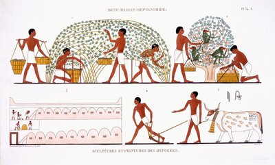 フレデリック・カイヨー（1787-1869）、カラーリソによるエジプトへの2回目の訪問で、テーベのフレスコ画のまれな記録からのフルーツピッキングは、1819-1822を記録しました 作： Frederic (after) Cailliaud