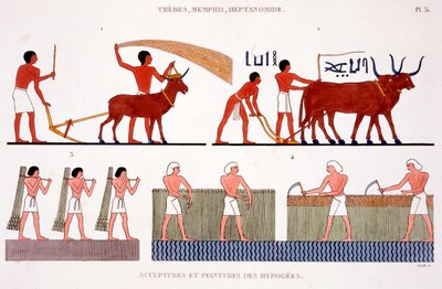 山羊と牛の耕作、ビルフックを使用した葦とトウモロコシの収穫 作： Frederic Cailliaud