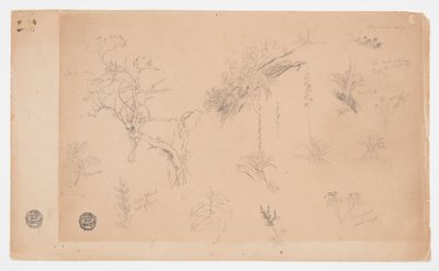 コロンビアまたはエクアドルからの13の植物研究のグループ 作： Frederic Edwin Church