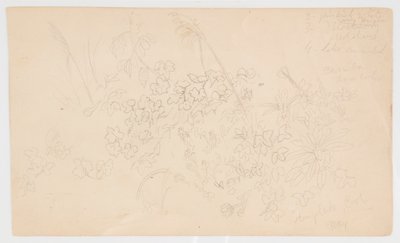 植物のスケッチ 作： Frederic Edwin Church
