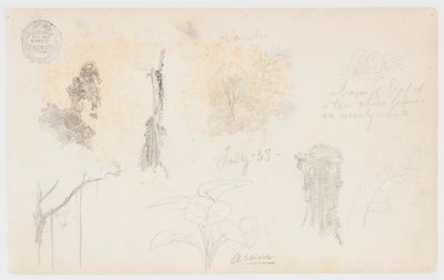 コロンビアの植物スケッチ: 竹の木、幹、細部 作： Frederic Edwin Church