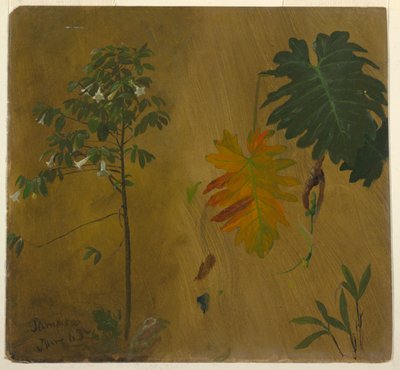 植物研究、ジャマイカ 作： Frederic Edwin Church