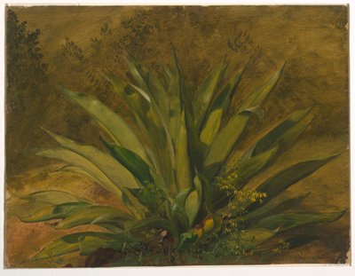 植物学研究 作： Frederic Edwin Church