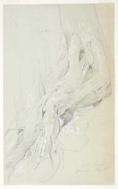 斜面に生える綿の木の根、ジャマイカ 作： Frederic Edwin Church