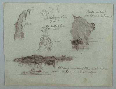 川岸、リオ マグダレナ、コロンビアに沿って花、植物、木の詳細 作： Frederic Edwin Church
