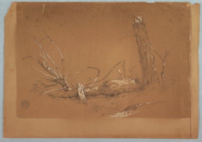デッサン《折れた枯れ木》1855-65年 作： Frederic Edwin Church