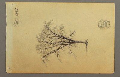 素描「葉のない木」1845年2月 作： フレデリックエドウィン教会