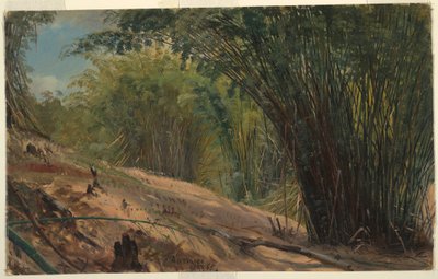 デッサン、竹林、ジャマイカ、1865年 作： Frederic Edwin Church