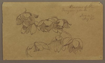 素描「ペンギン・ヒルの花」1865年8月 作： フレデリックエドウィン教会
