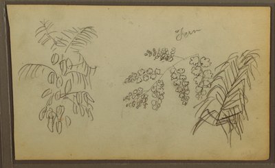 素描、植物スケッチ、1857年 作： Frederic Edwin Church
