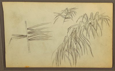 素描、植物スケッチ、1857年 作： Frederic Edwin Church