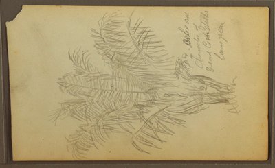 素描、植物スケッチ、1857年 作： フレデリックエドウィン教会