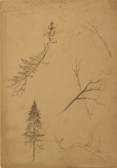 素描、植物スケッチ、1888年 作： フレデリックエドウィン教会