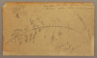 素描、植物スケッチ、1865年8月 作： フレデリックエドウィン教会