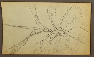 素描、植物スケッチ、エクアドル、またはコロンビア；裏面：植物スケッチ、1857年 作： フレデリックエドウィン教会