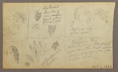 素描、植物スケッチ、エクアドル、またはコロンビア；裏面：植物スケッチ、1857年 作： Frederic Edwin Church