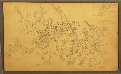 素描、植物スケッチ、1857年5月 作： Frederic Edwin Church
