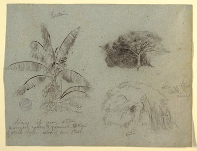 デッサン、植物スケッチ、南アメリカ、1853年5月？ 作： フレデリックエドウィン教会