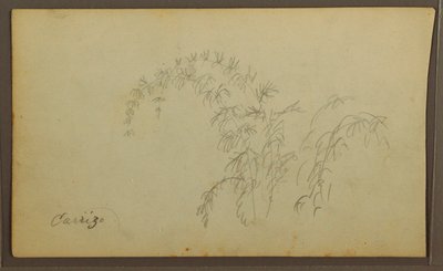 素描、植物スケッチ；裏面：植物スケッチ、1857年 作： フレデリックエドウィン教会